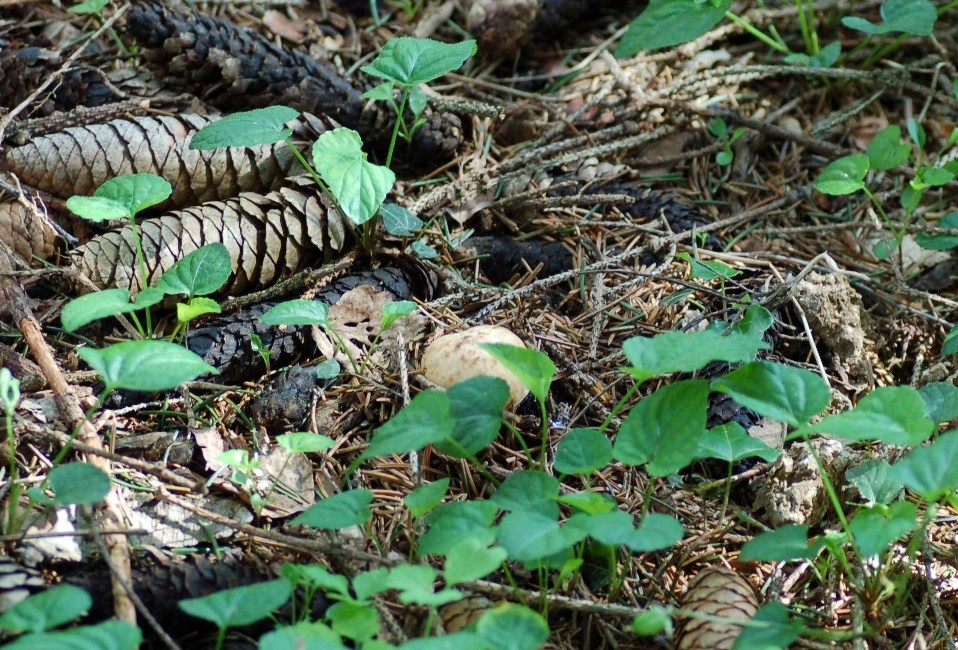 Tricholoma georgii